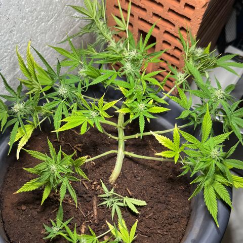 Cream Cookies full grow start pics growlog photo: lolipop