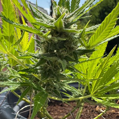 Cream Cookies full grow start pics growlog timeline photo