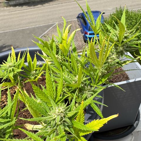 Cream Cookies full grow start pics growlog timeline photo