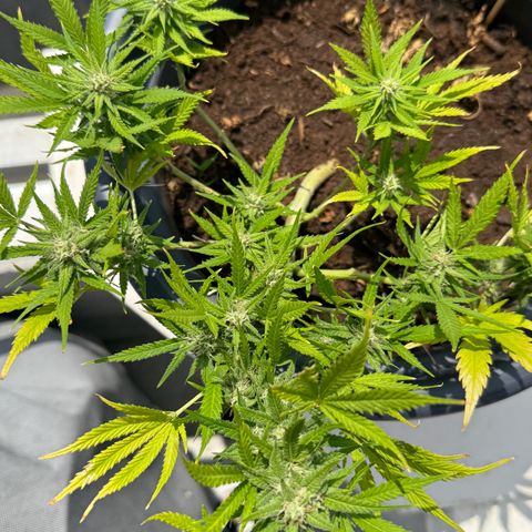 Cream Cookies full grow start pics growlog timeline photo