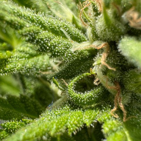 Cream Cookies full grow start pics growlog timeline photo