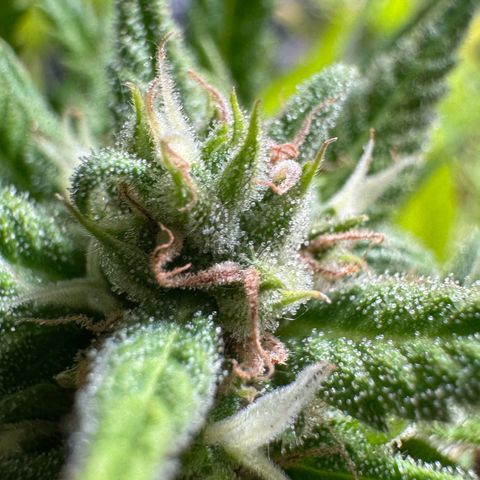 Cream Cookies full grow start pics growlog timeline photo