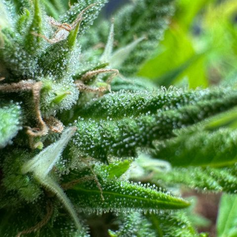 Cream Cookies full grow start pics growlog timeline photo