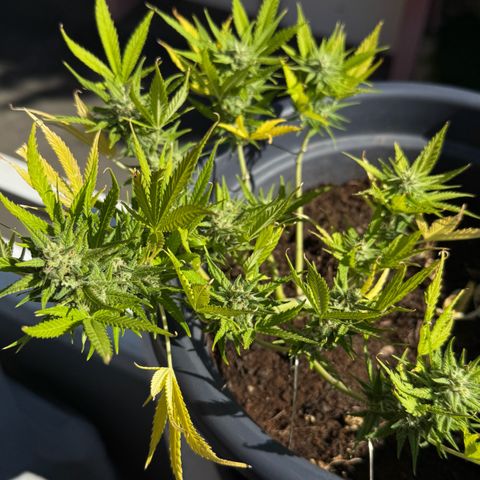 Cream Cookies full grow start pics growlog timeline photo