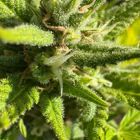 Cream Cookies full grow start pics growlog timeline photo