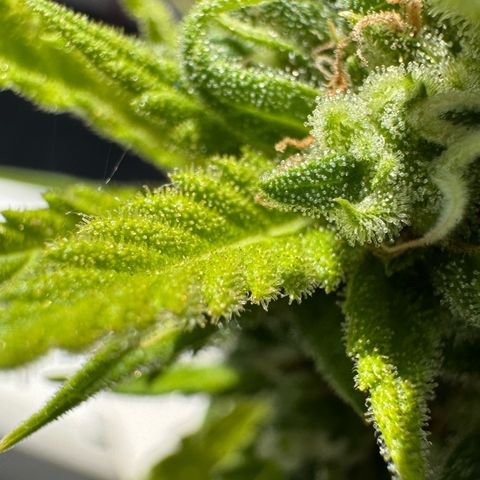 Cream Cookies full grow start pics growlog timeline photo