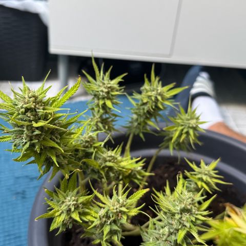 Cream Cookies full grow start pics growlog timeline photo