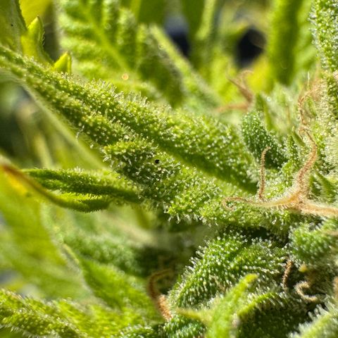 Cream Cookies full grow start pics growlog timeline photo
