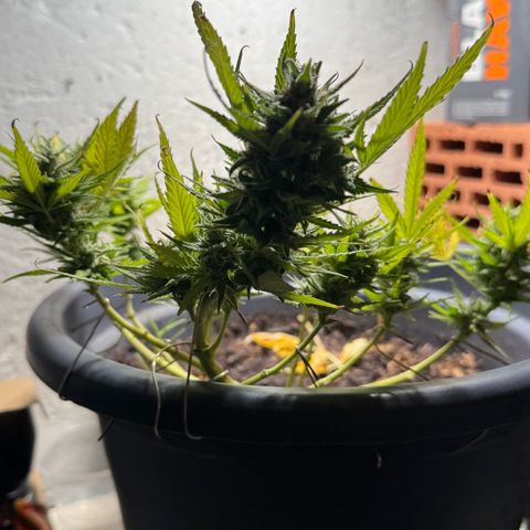 Cream Cookies full grow start pics growlog timeline photo