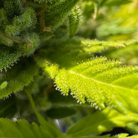 Cream Cookies full grow start pics growlog timeline photo