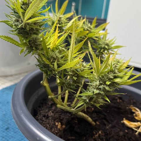 Cream Cookies full grow start pics growlog timeline photo