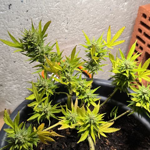 Cream Cookies full grow start pics growlog timeline photo