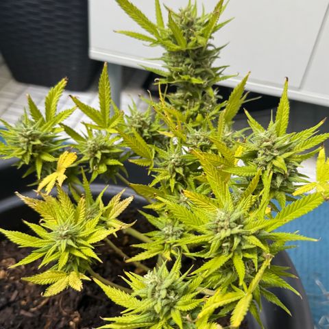 Cream Cookies full grow start pics growlog timeline photo