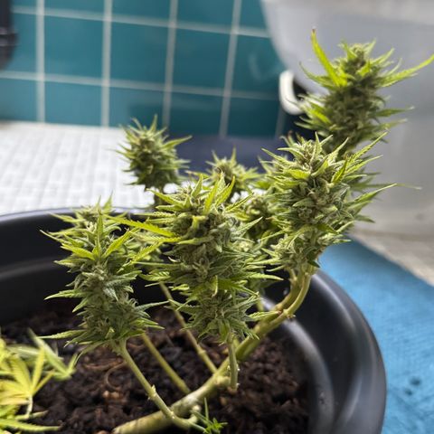 Cream Cookies full grow start pics growlog timeline photo
