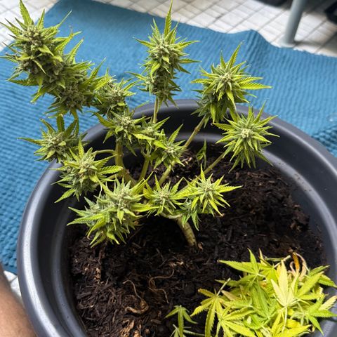 Cream Cookies full grow start pics growlog timeline photo