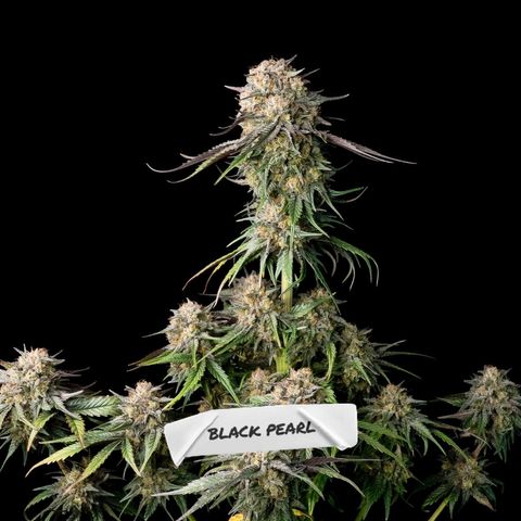 Black Pearl growlog timeline photo