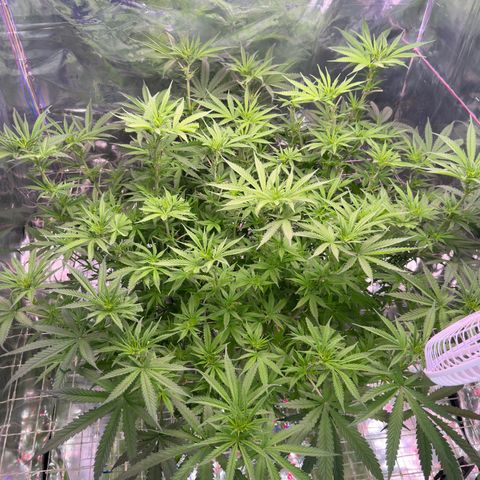 Black Pearl growlog photo: Дефолиацию провёл