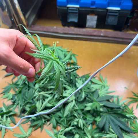 Black Pearl growlog photo: Дефолиацию провёл