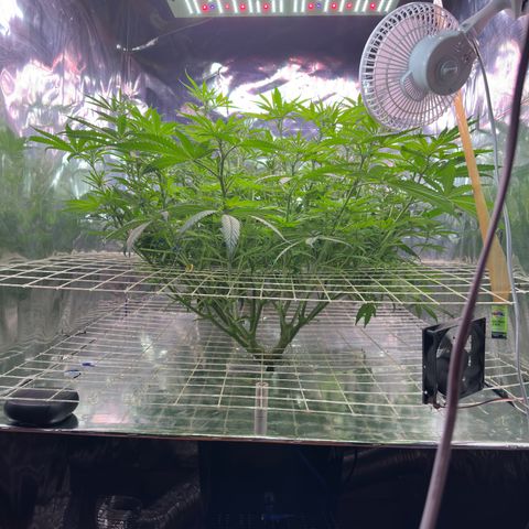 Black Pearl growlog photo: Дефолиацию провёл