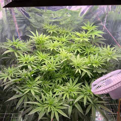 Black Pearl growlog timeline photo