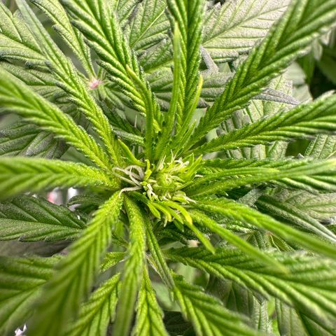 Black Pearl growlog timeline photo
