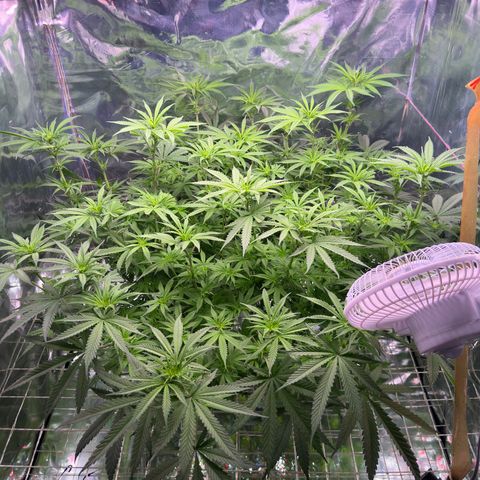 Black Pearl growlog timeline photo