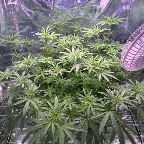 Black Pearl growlog timeline photo