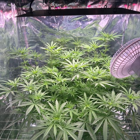 Black Pearl growlog timeline photo