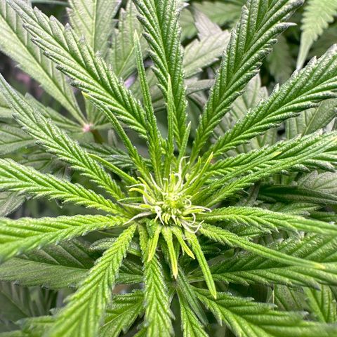 Black Pearl growlog timeline photo