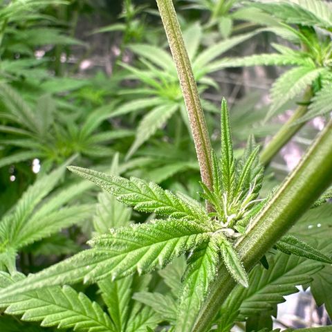 Black Pearl growlog timeline photo