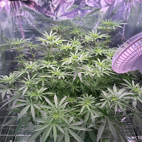 Black Pearl growlog timeline photo