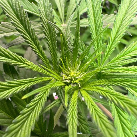 Black Pearl growlog timeline photo