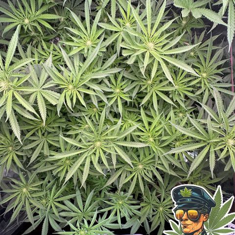 Black Pearl growlog timeline photo