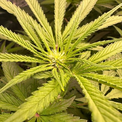Black Pearl growlog timeline photo