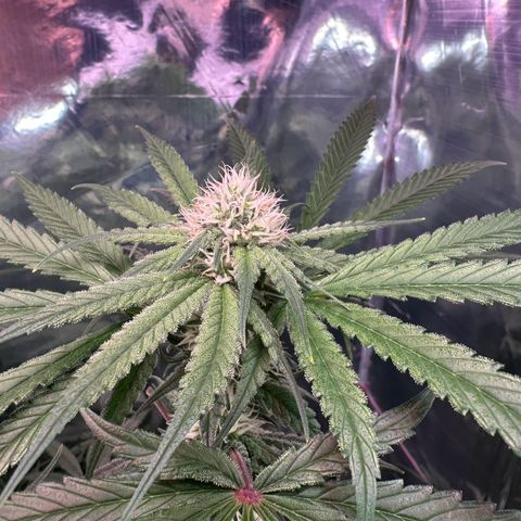 Black Pearl growlog timeline photo