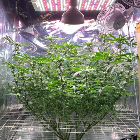 Black Pearl growlog timeline photo