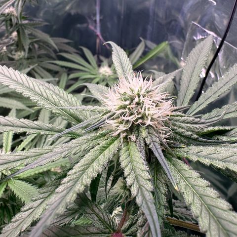 Black Pearl growlog timeline photo