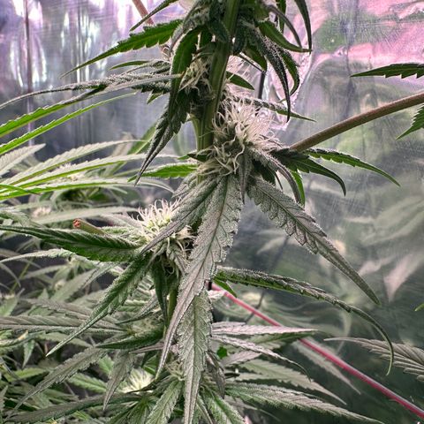 Black Pearl growlog timeline photo
