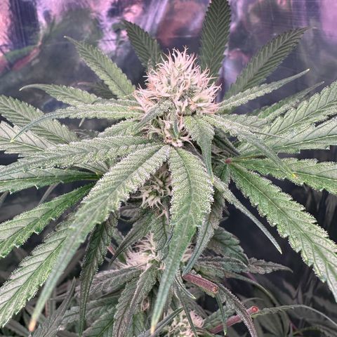 Black Pearl growlog timeline photo