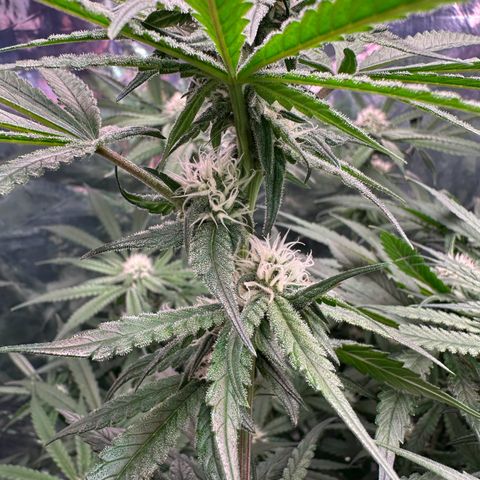 Black Pearl growlog timeline photo