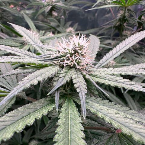 Black Pearl growlog timeline photo