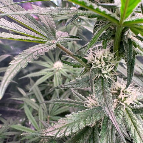 Black Pearl growlog timeline photo