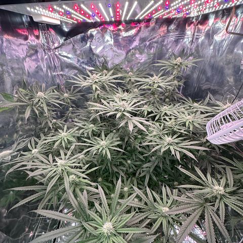 Black Pearl growlog timeline photo