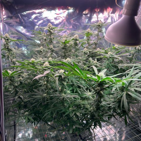 Black Pearl growlog timeline photo