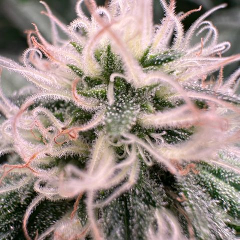 Black Pearl growlog timeline photo