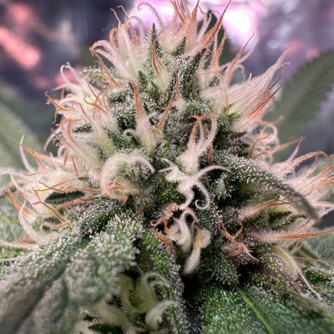 Black Pearl growlog timeline photo