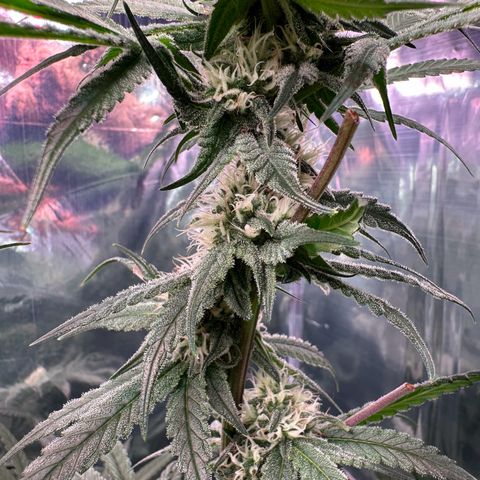 Black Pearl growlog timeline photo