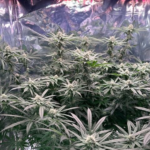 Black Pearl growlog timeline photo