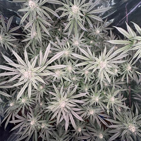 Black Pearl growlog timeline photo
