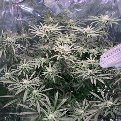 Black Pearl growlog timeline photo